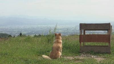 福島のシェルターで健気に飼い主を待つ犬 ©宍戸大裕