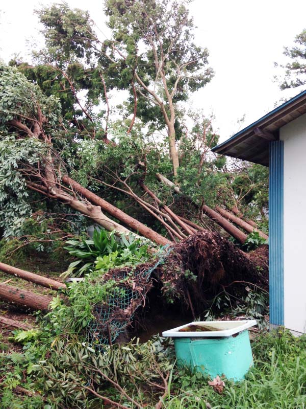 台風９号  hi-b.a.キャンプ場直撃 倒木30本 場内の光景一変 修復のため祈りと修繕献金要請