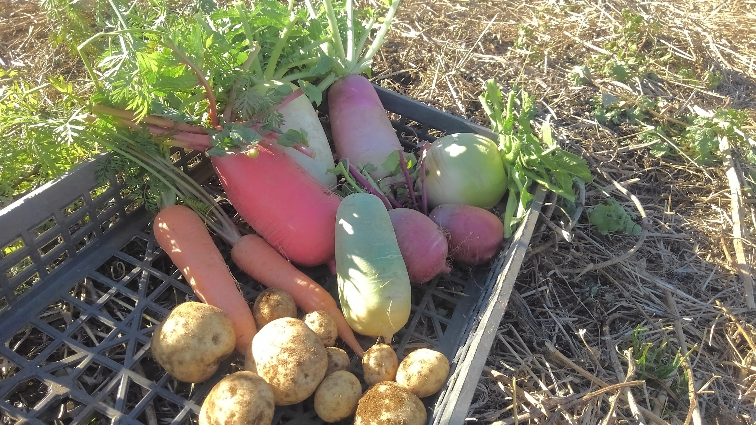 畑で多くの失敗と、 小さな成功体験を　環境と教会を考える17　大村真理さん