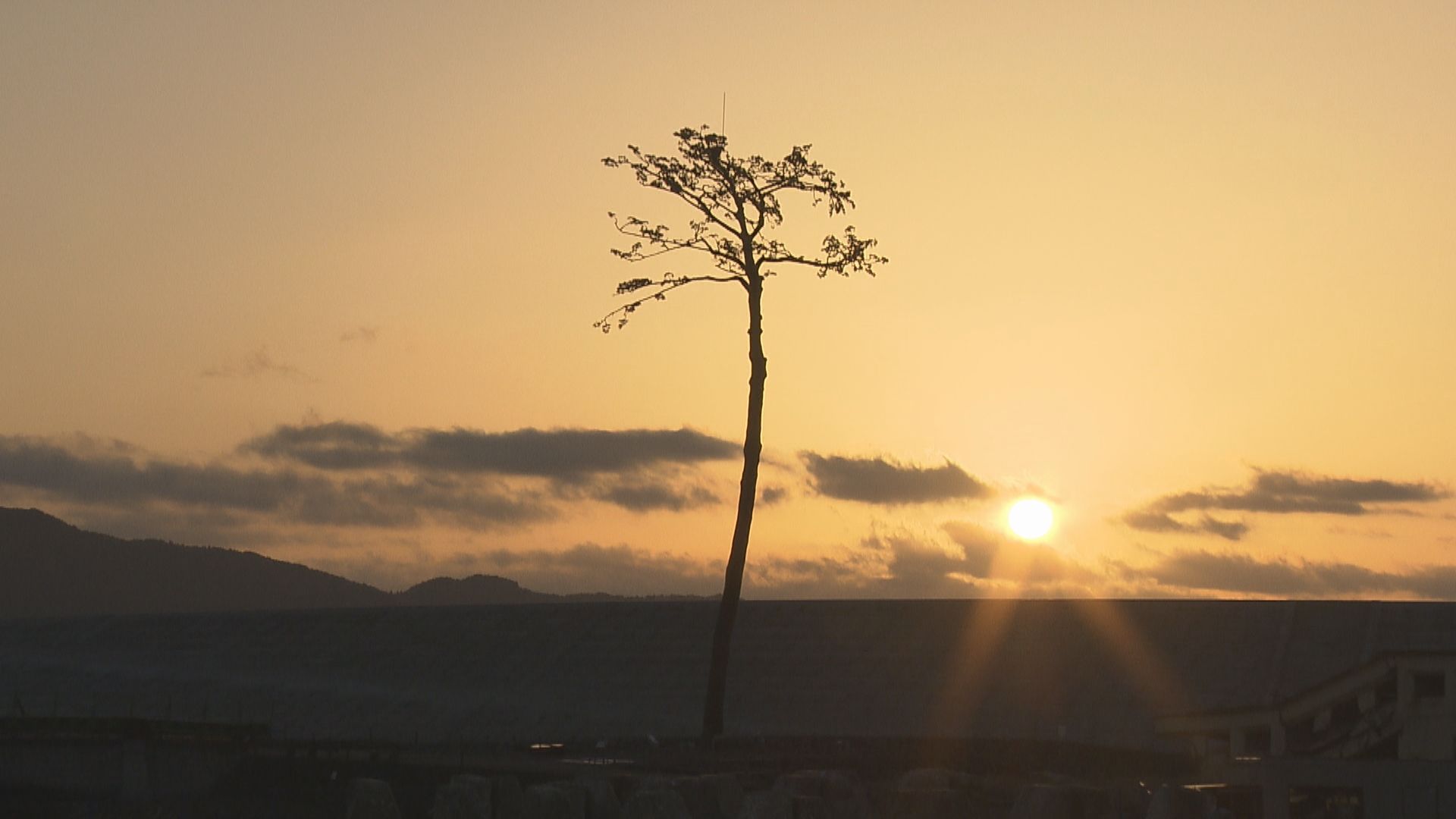 生き続けるいのちの絆　「たゆたえども沈まず」