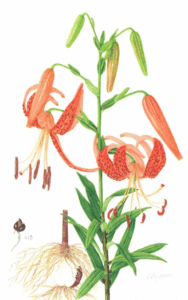 植物画でつながる 創造主、被造物、教会