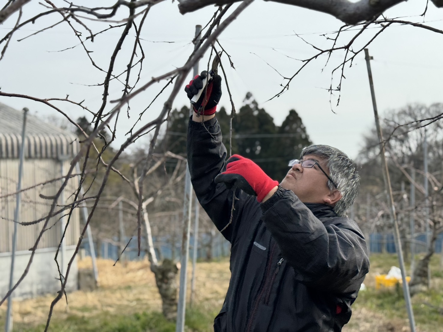 能登の里山を“フルーツ天国”に 　志賀町で果樹園管理　災害支援から宣教と地域再生へ 単立・ニューソングチャーチ東京
